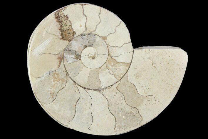 Polished Ammonite (Hildoceras) Fossil - England #103967